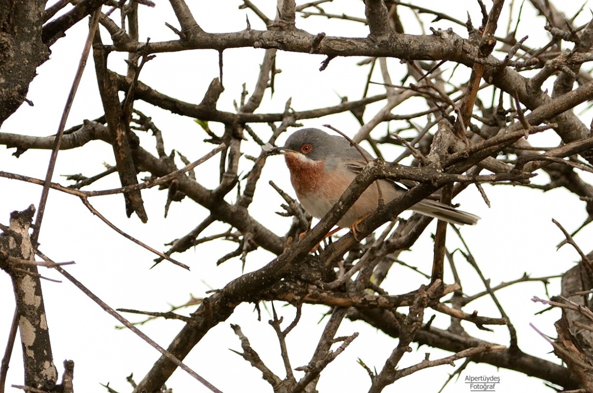 Subalpine Warbler
