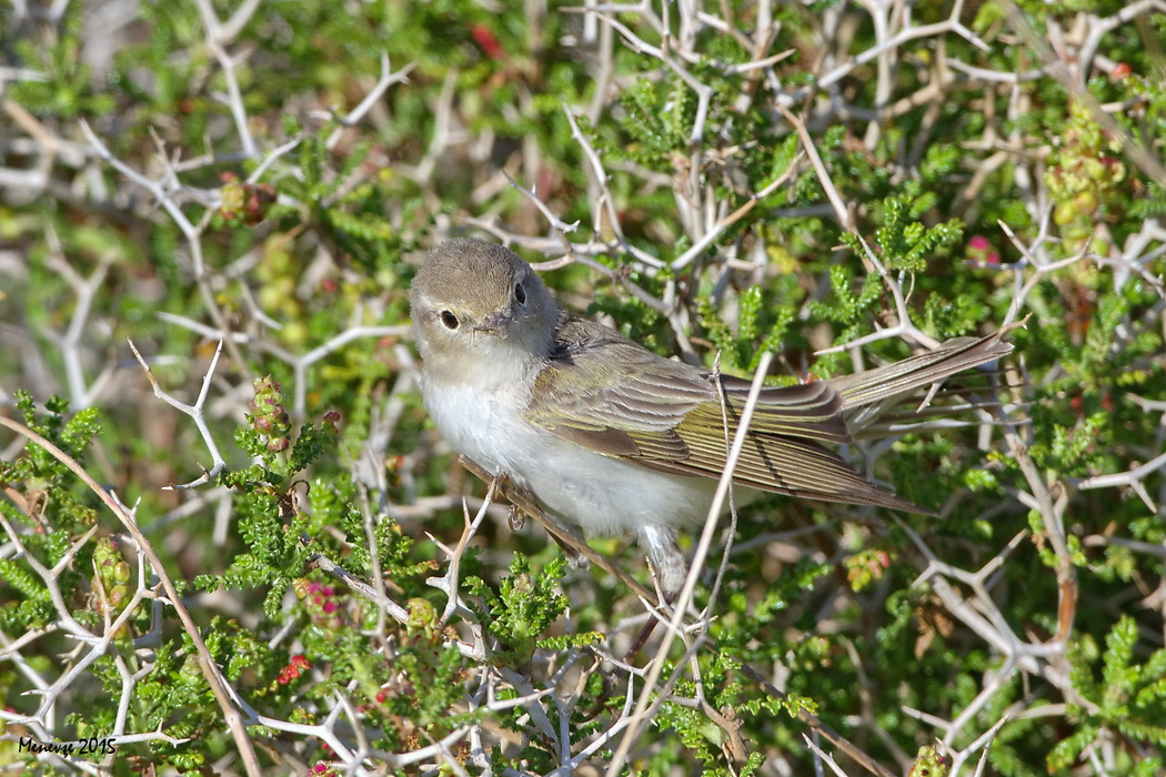 Eastern Bonelli`s Warbler