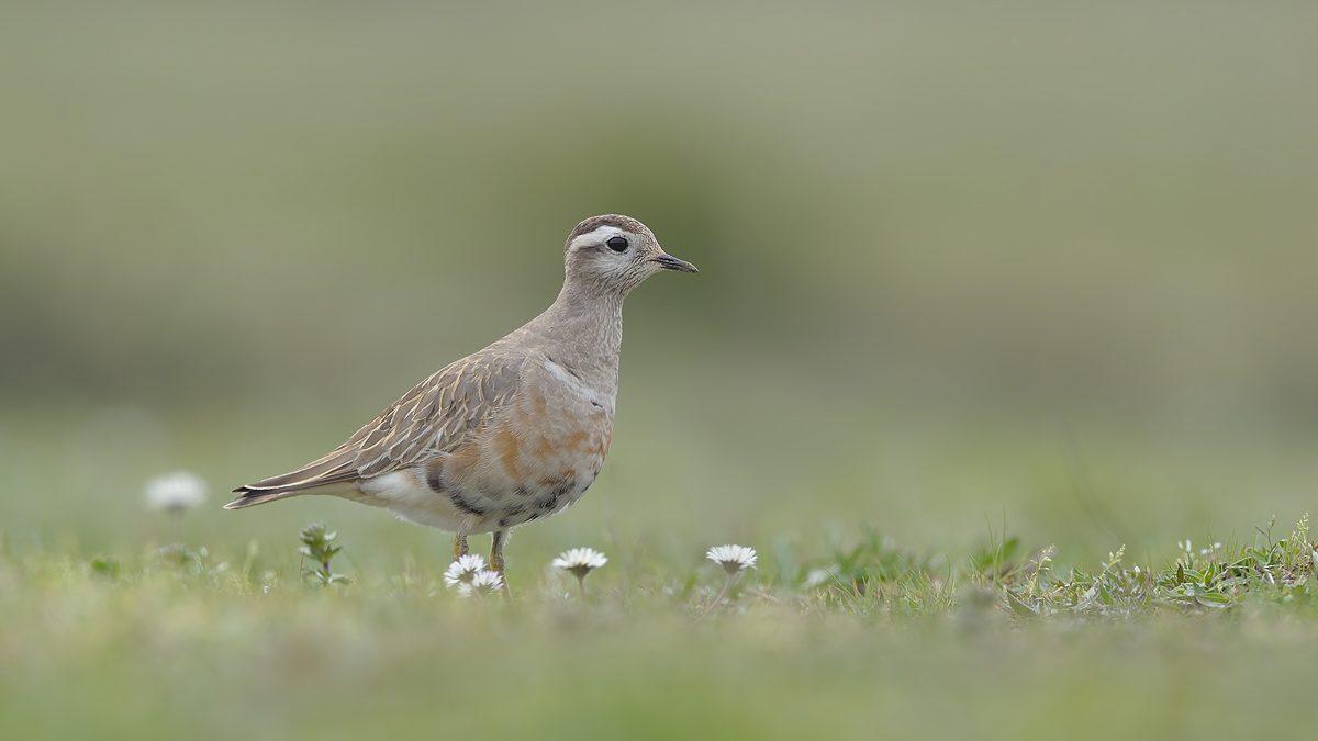 Eurasian Dotterel