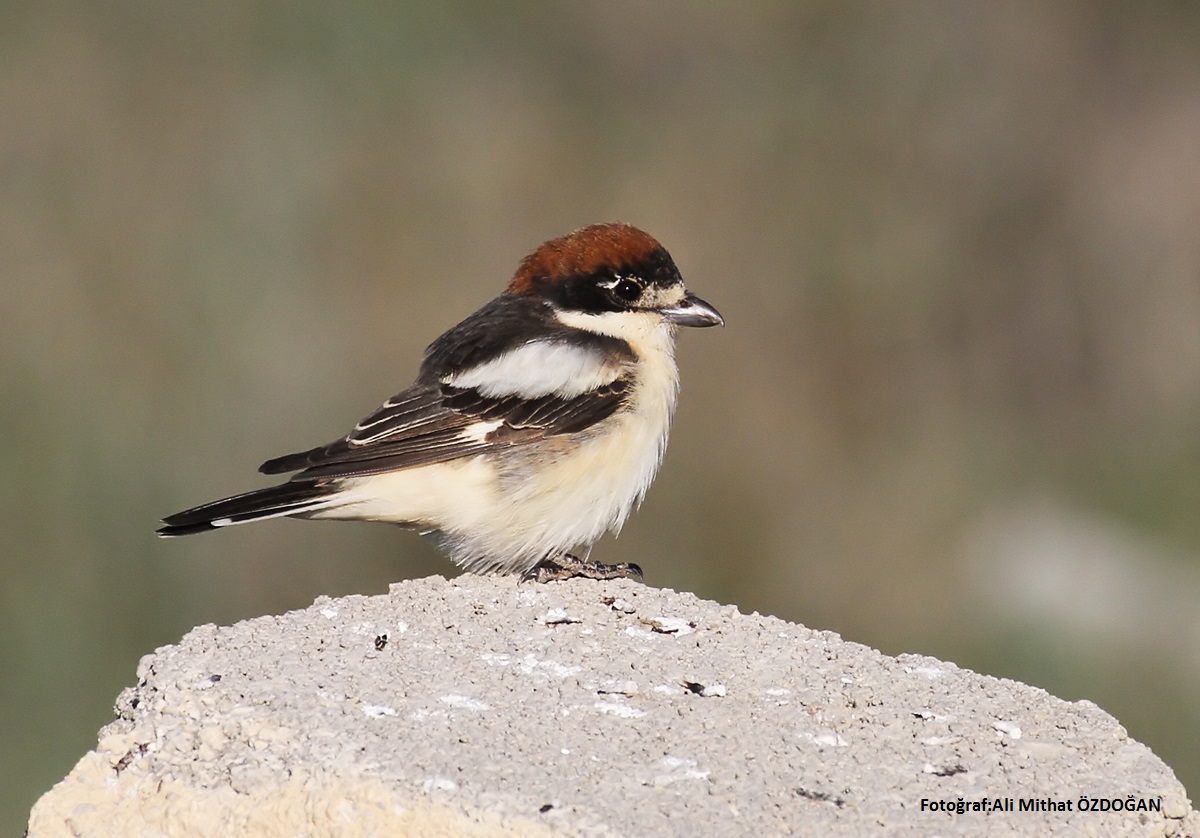 Woodchat Shrike