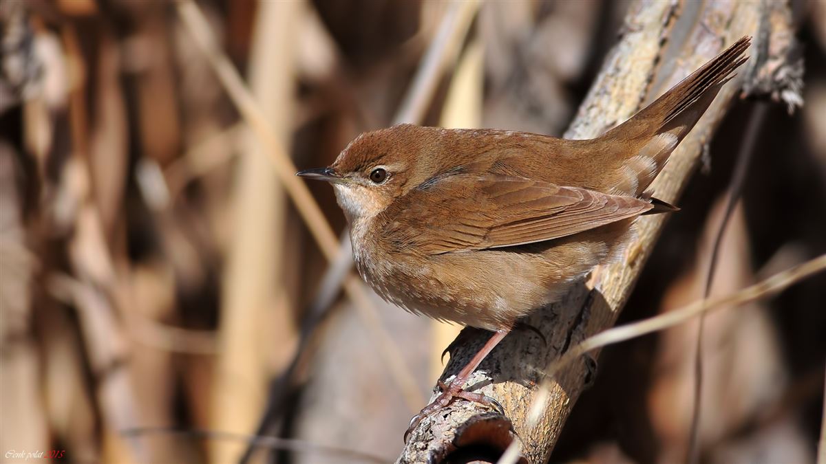 Savi`s Warbler