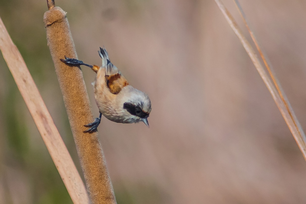 Eurasian Penduline Tit