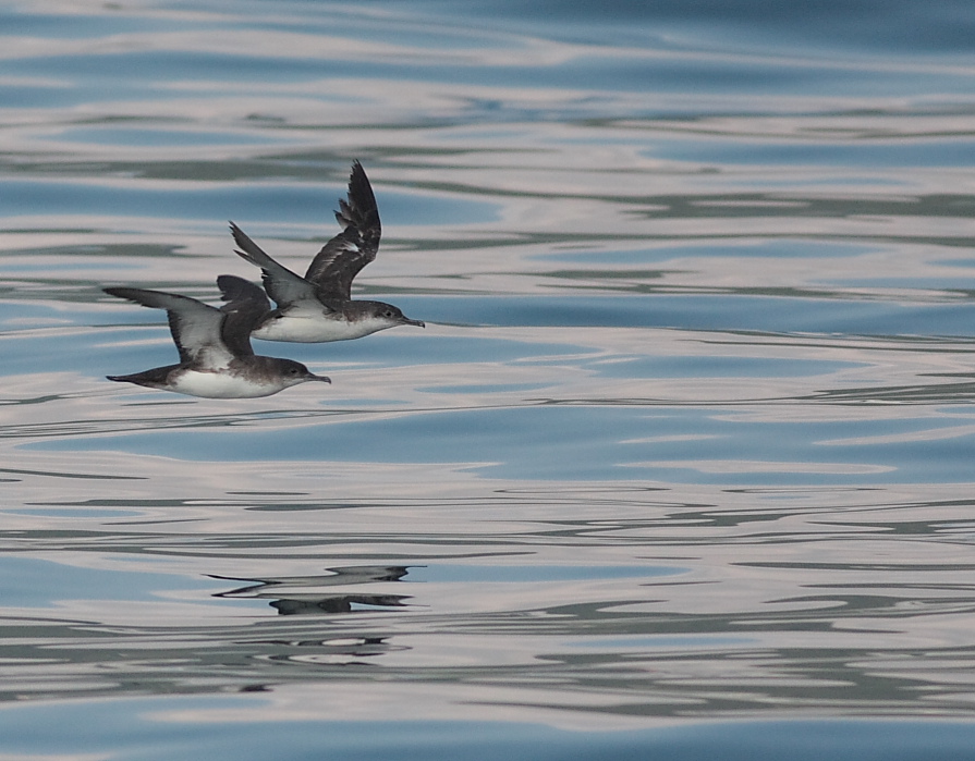 Yelkouan Shearwater