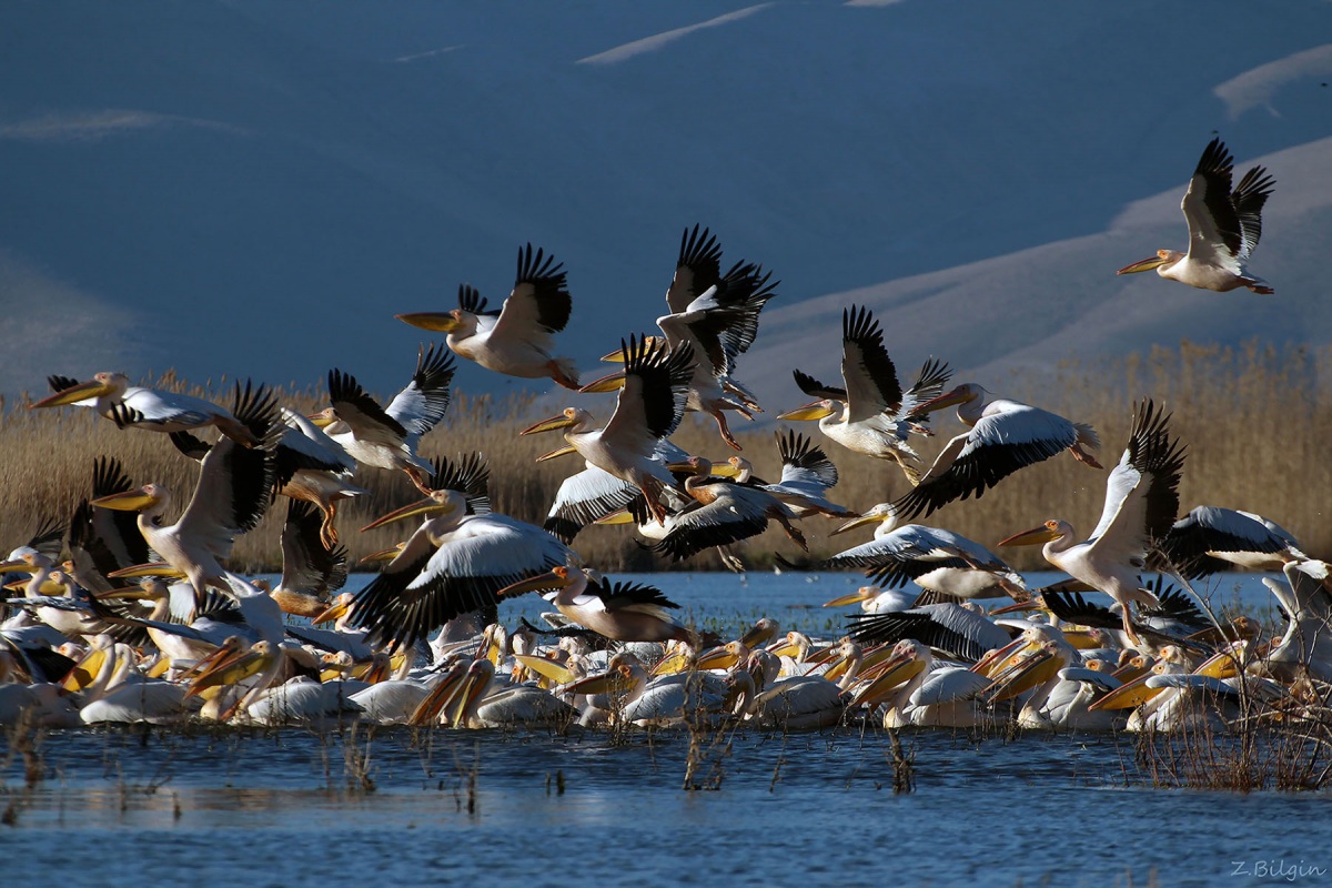 Great White Pelican