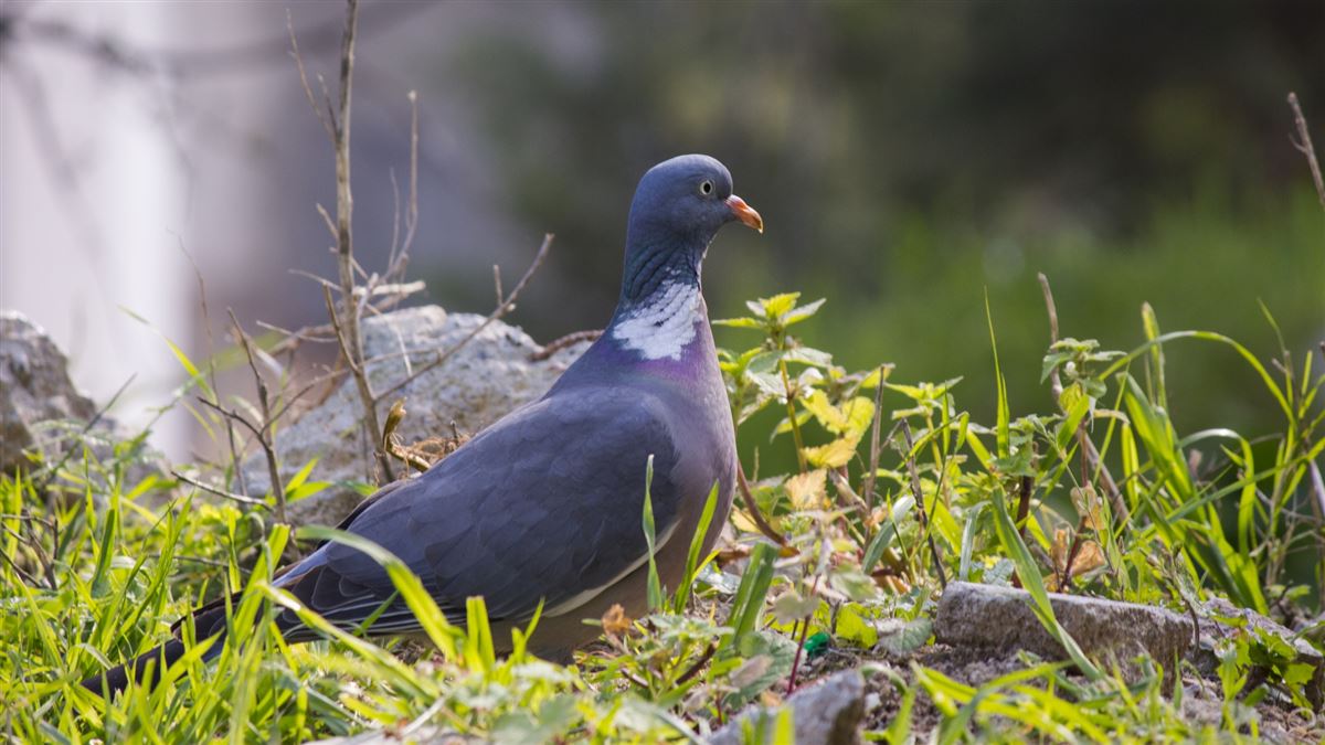 Common Wood Pigeon