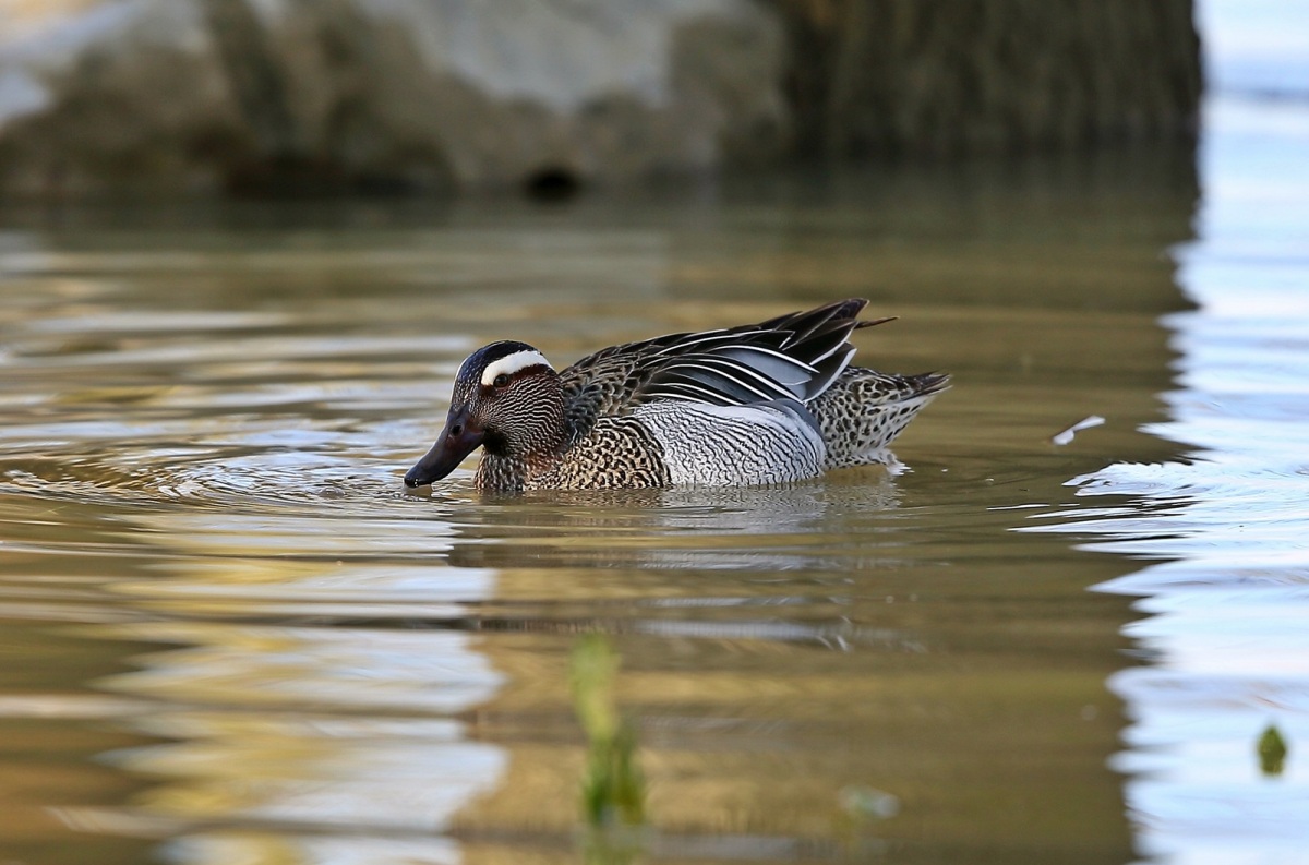 Garganey