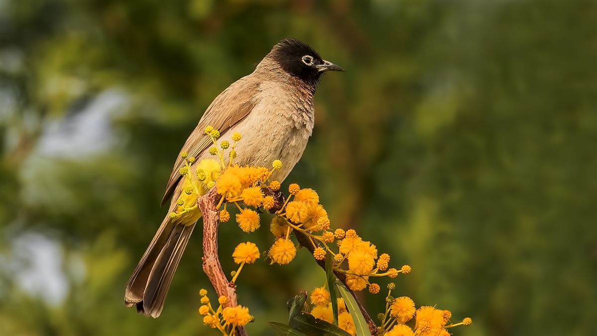 White-spectacled Bulbul