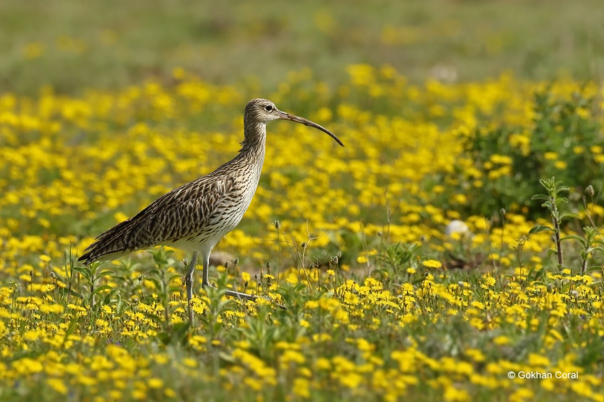 Eurasian Curlew