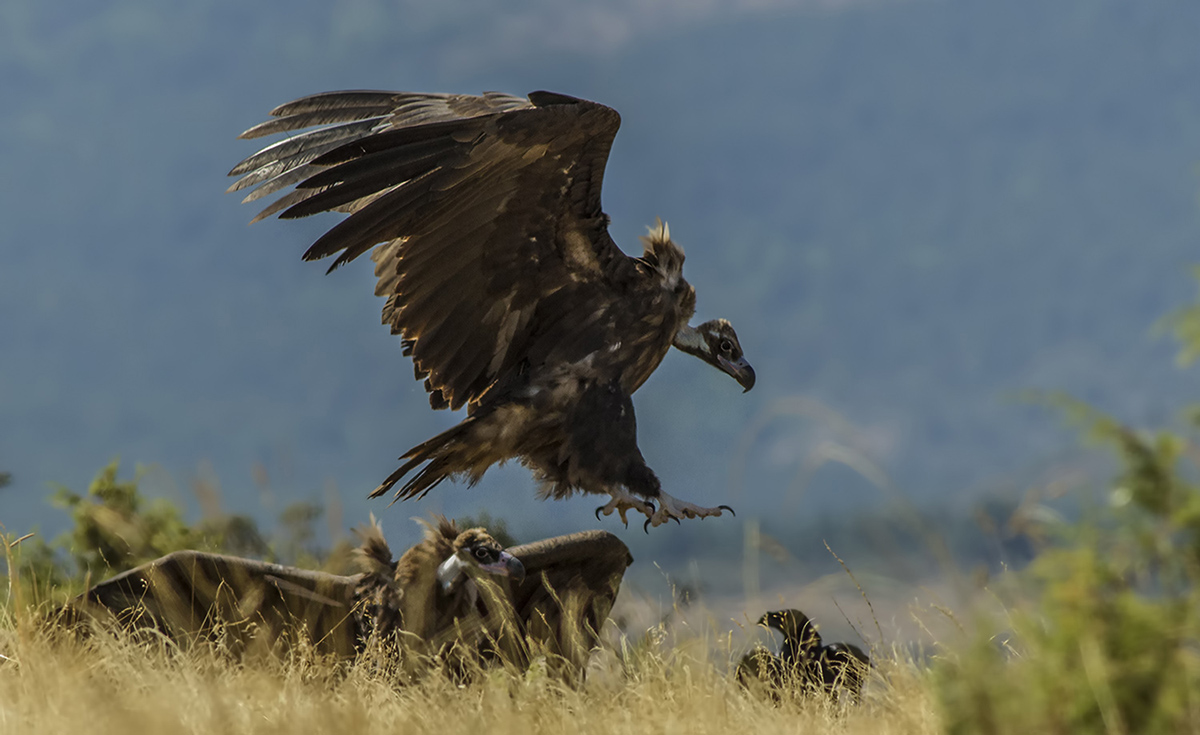 Cinereous Vulture