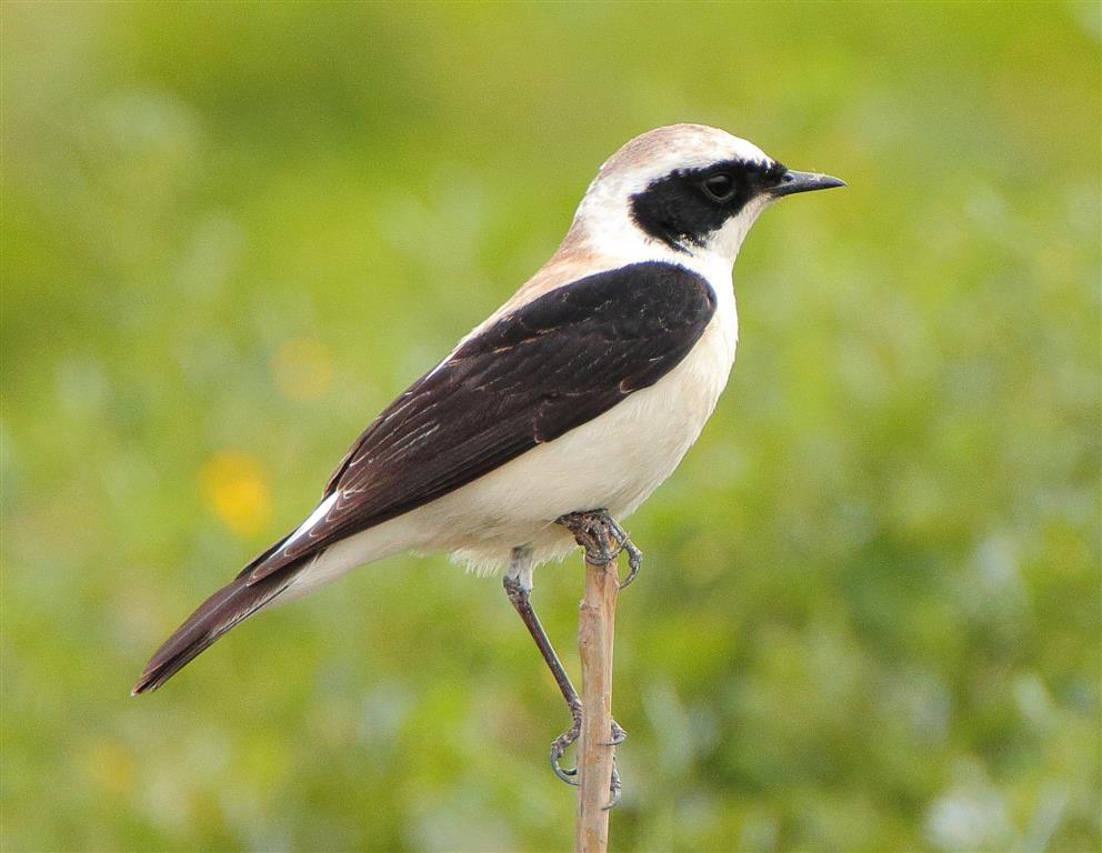 Black-eared Wheatear