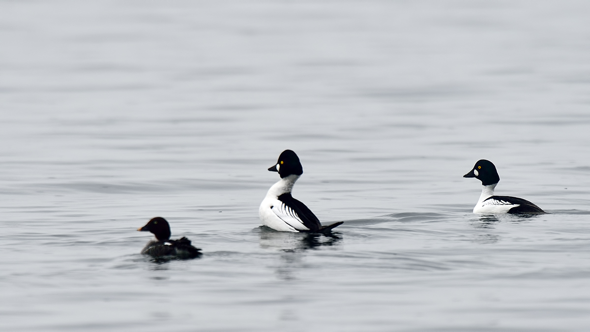 Common Goldeneye