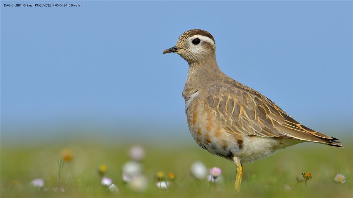 Eurasian Dotterel