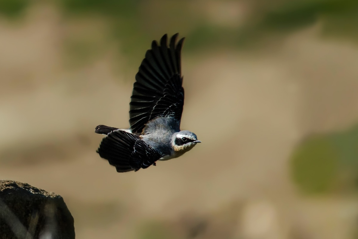 Northern Wheatear