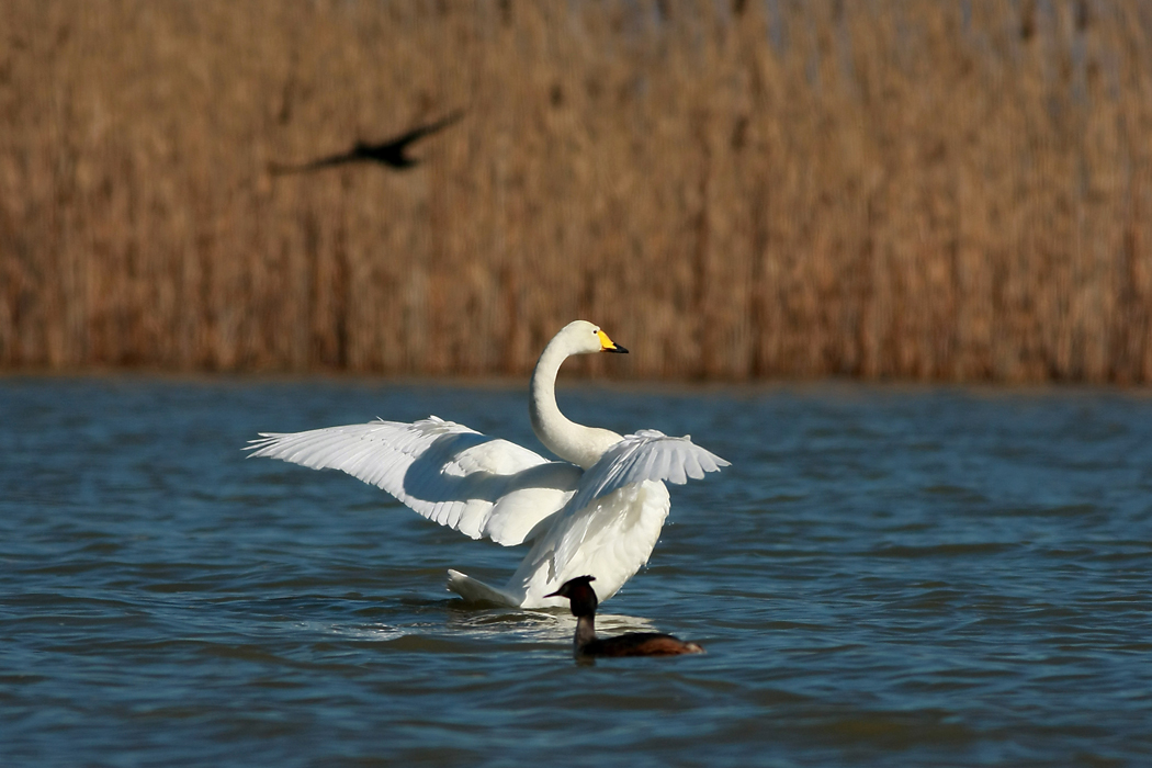 Whooper Swan