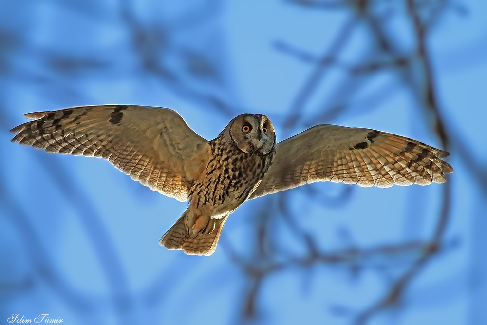 Long-eared Owl