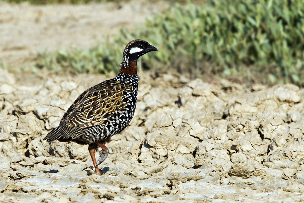 Black Francolin