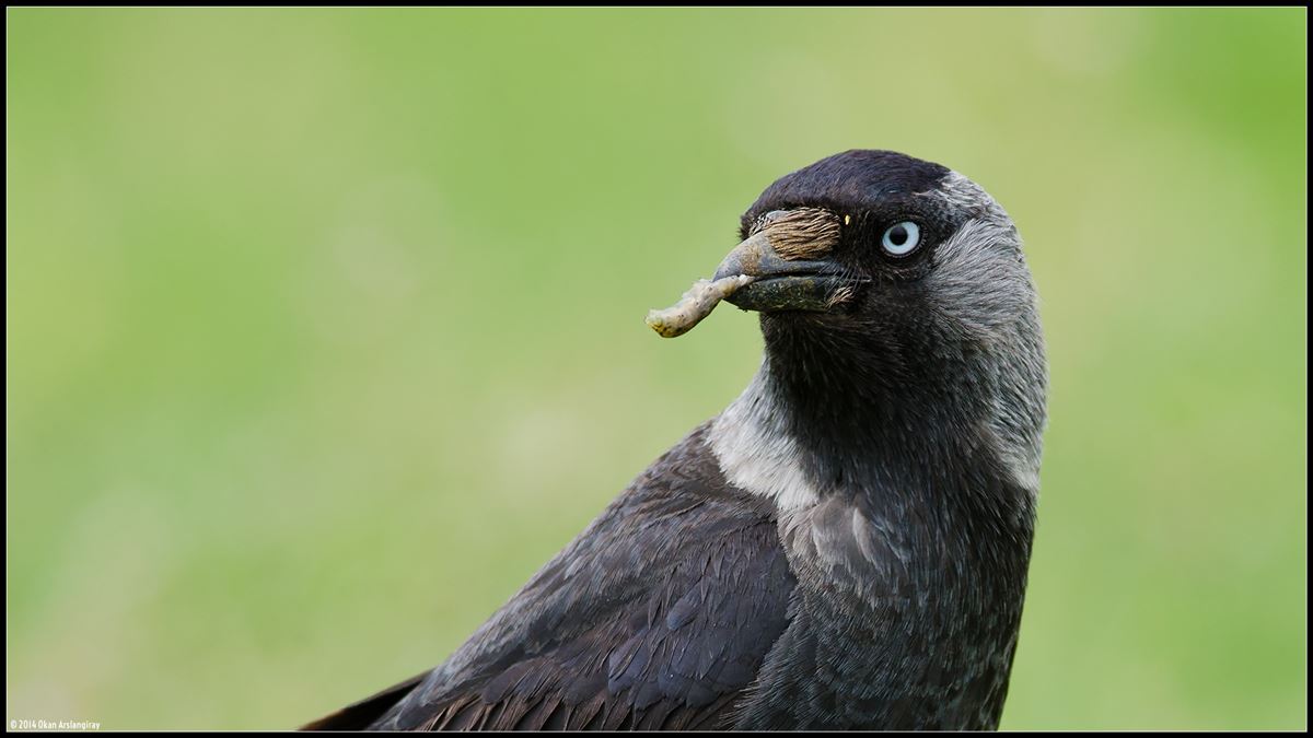 Western Jackdaw