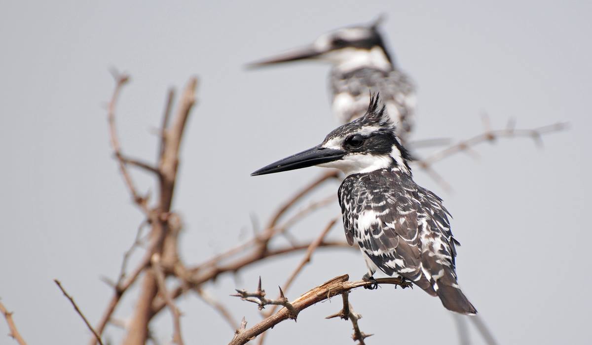 Pied Kingfisher