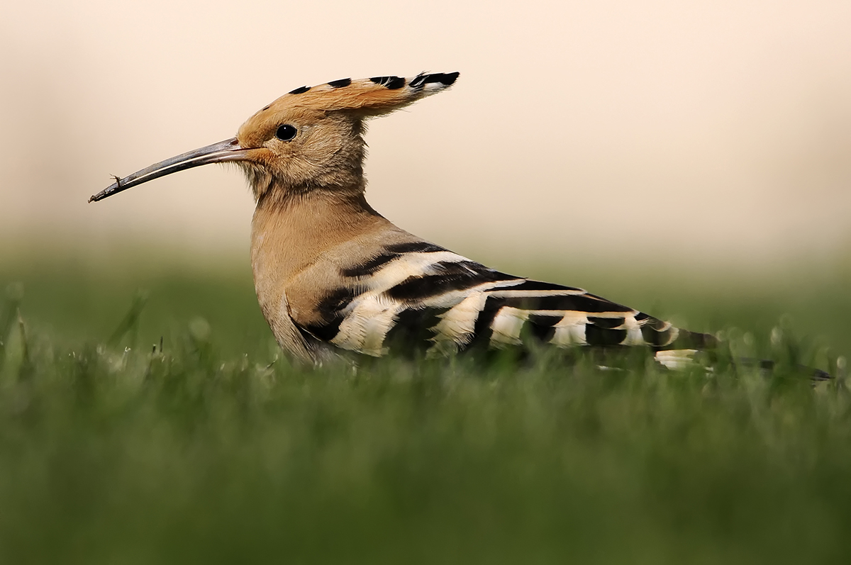 Common Hoopoe