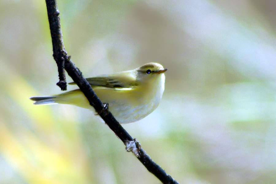Wood Warbler