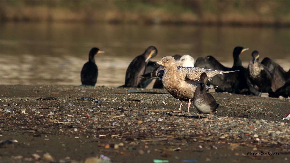 Glaucous Gull