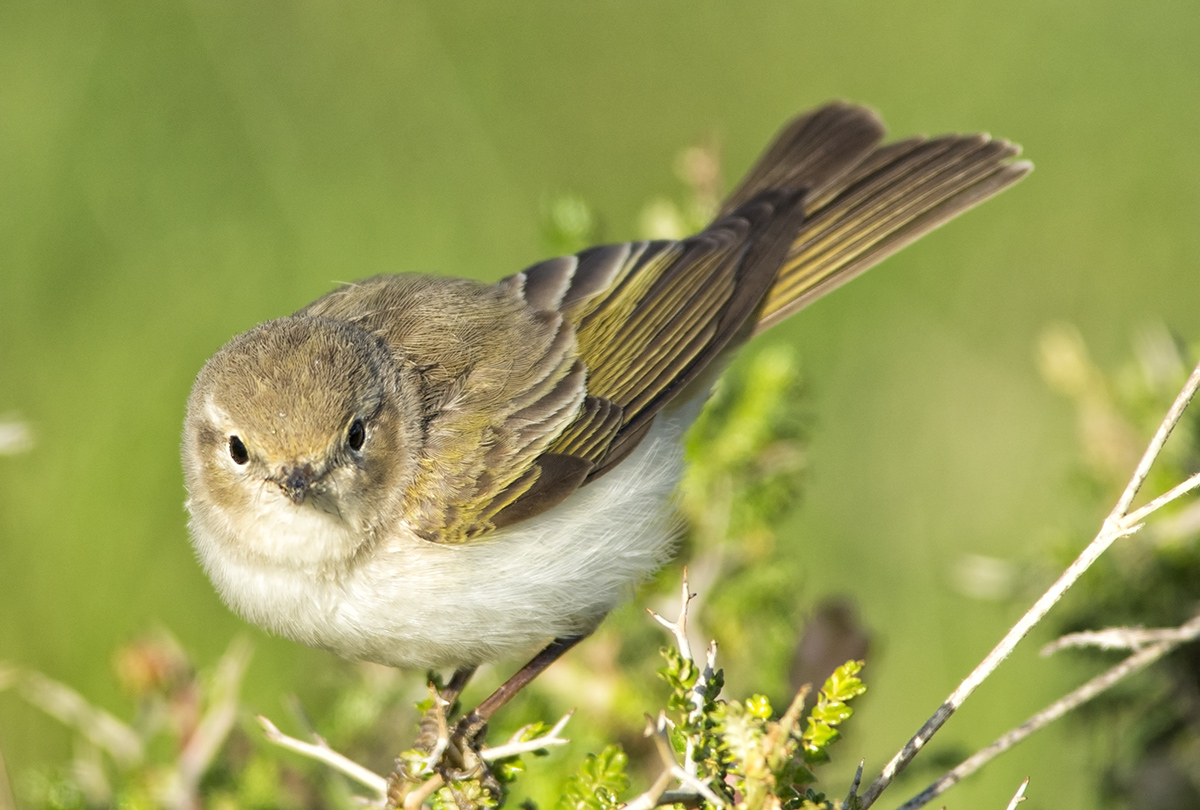 Eastern Bonelli`s Warbler