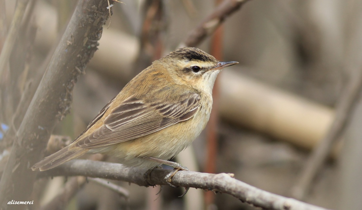 Sedge Warbler