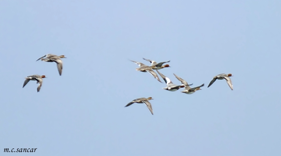 Eurasian Wigeon