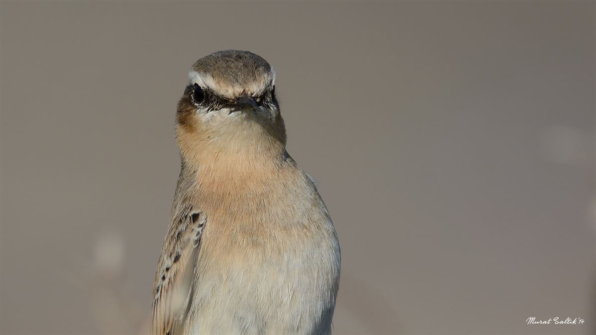 Northern Wheatear