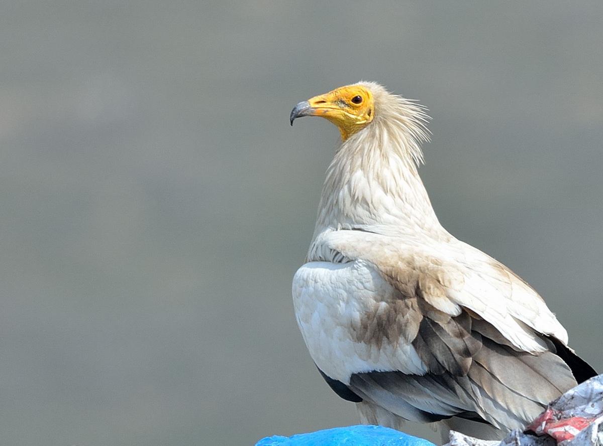 Egyptian Vulture