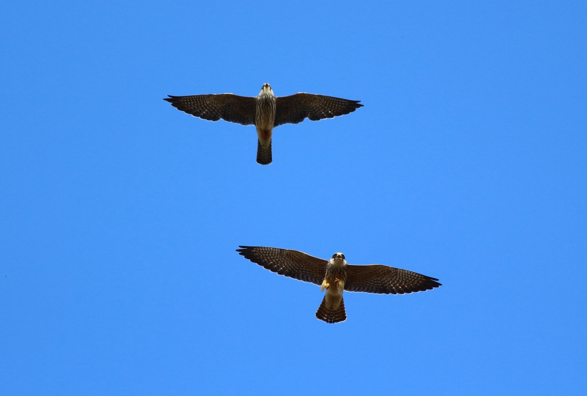 Red-footed Falcon
