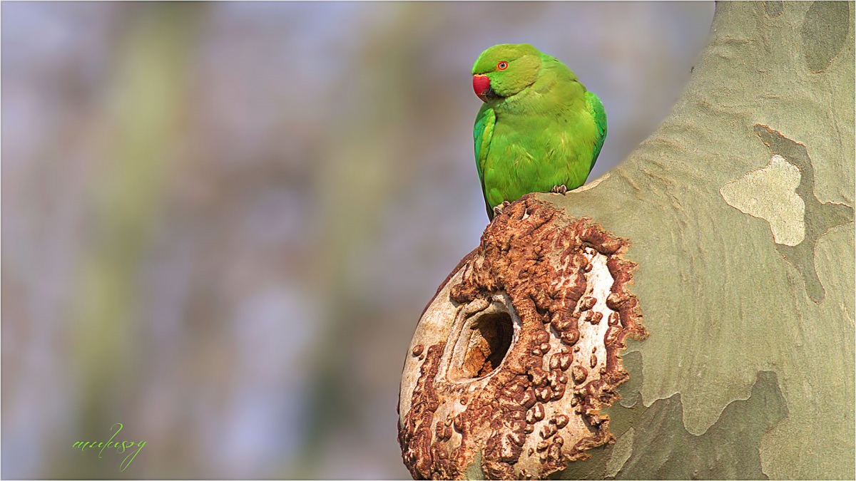 Rose-ringed Parakeet