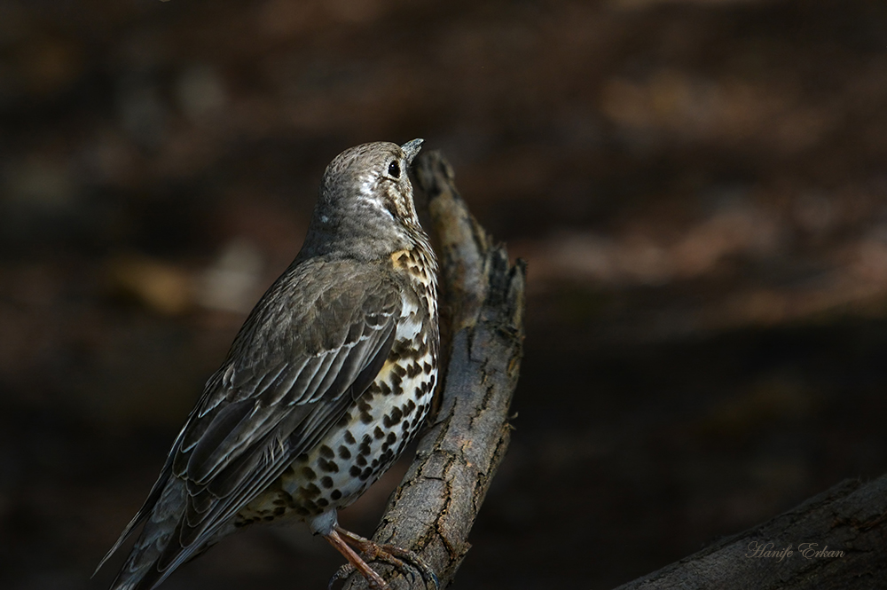 Mistle Thrush