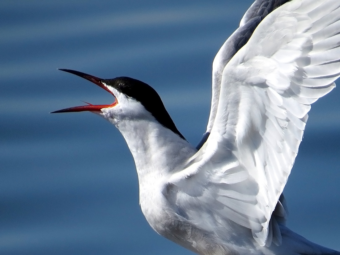 Common Tern