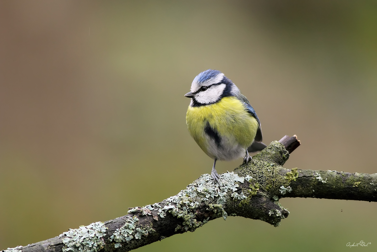Eurasian Blue Tit