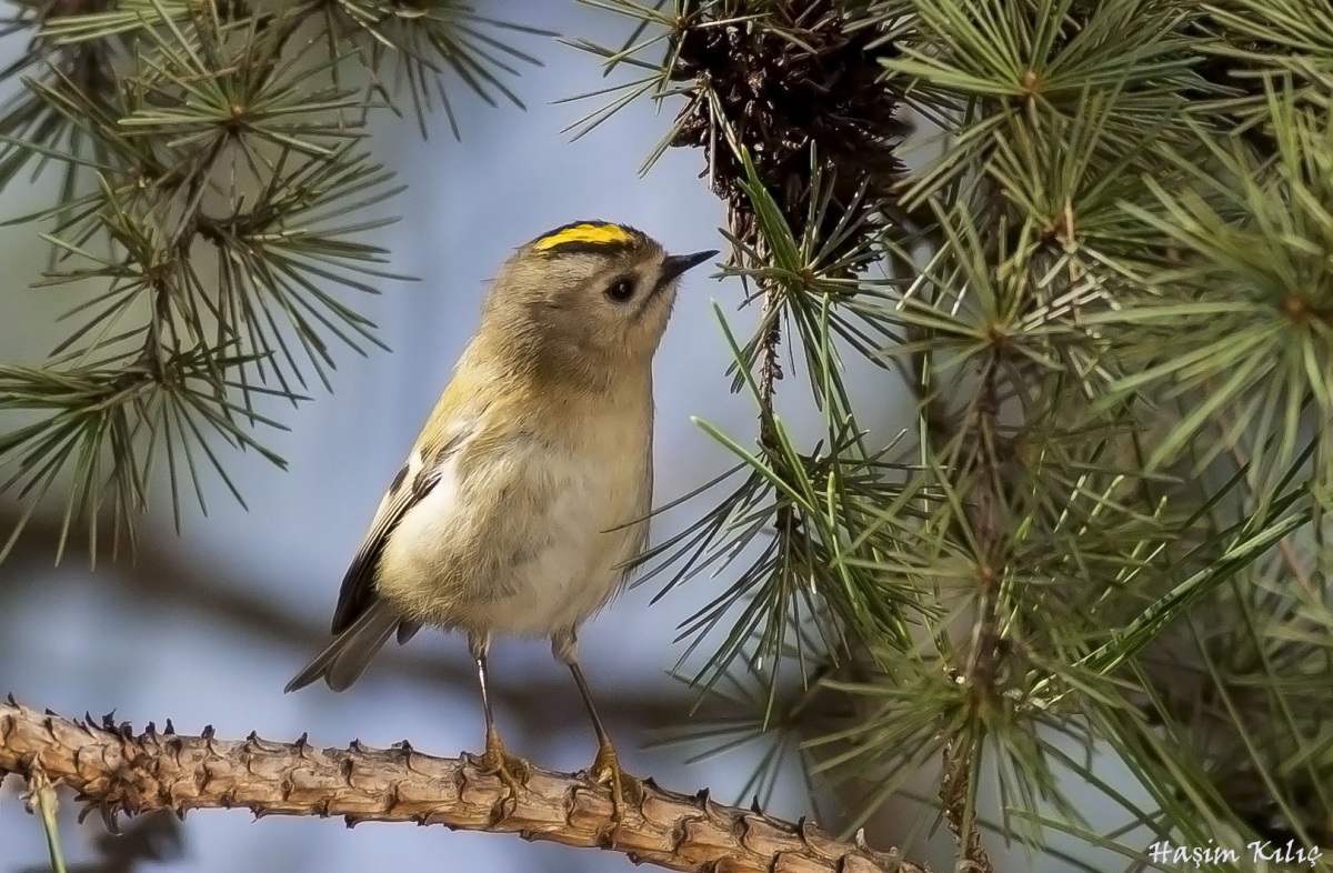 Goldcrest