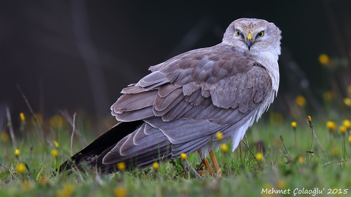 Pallid Harrier