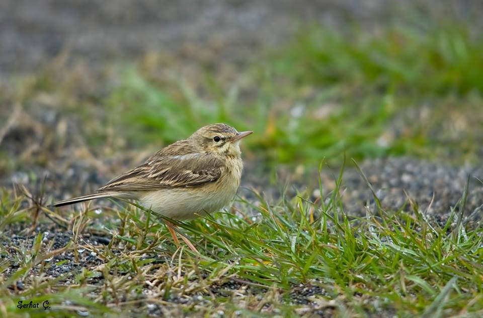 Tawny Pipit