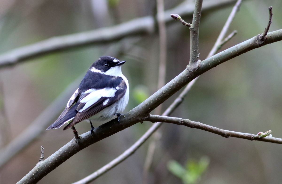 Semicollared Flycatcher