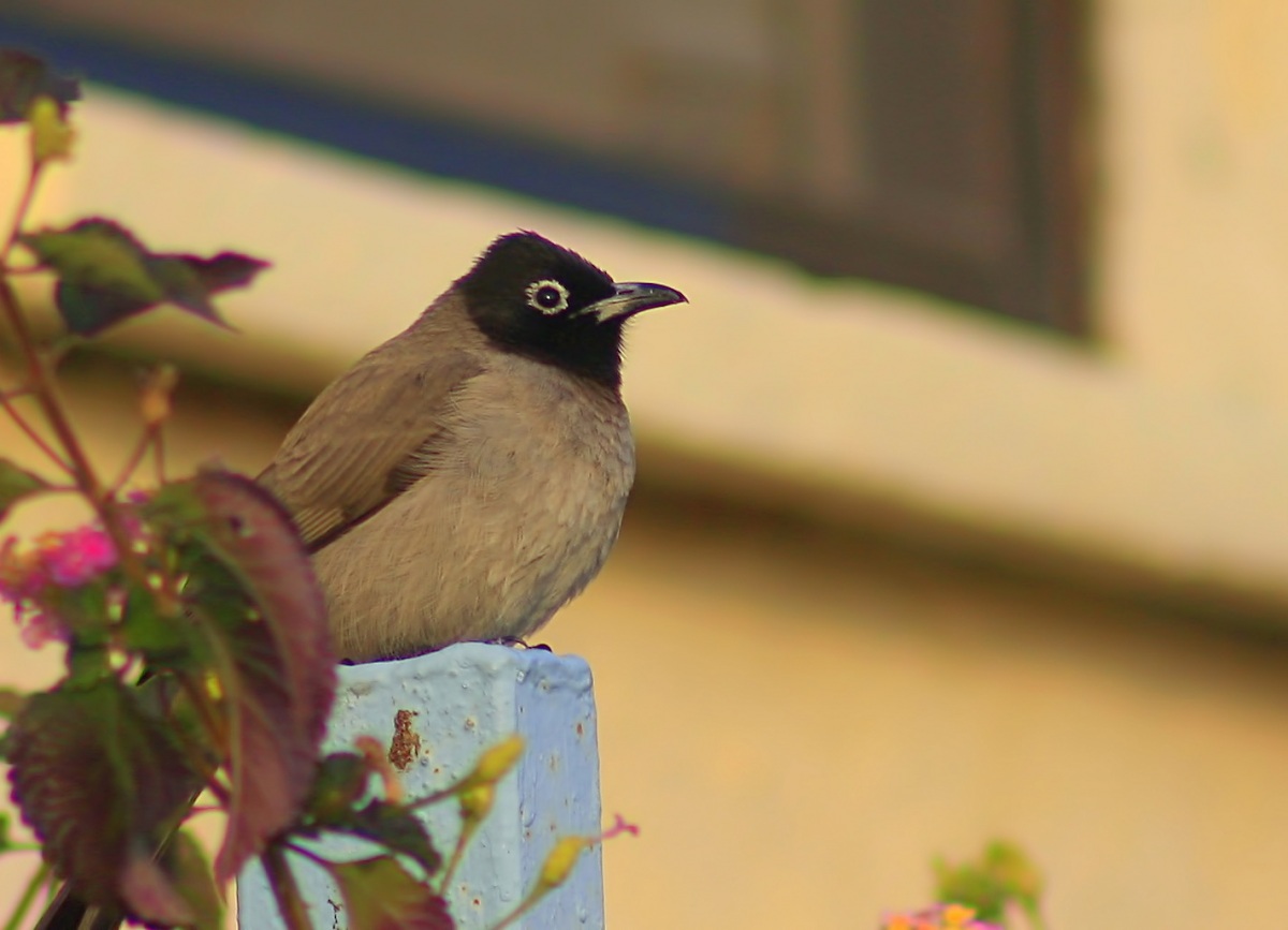White-spectacled Bulbul