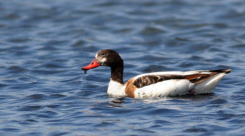 Common Shelduck