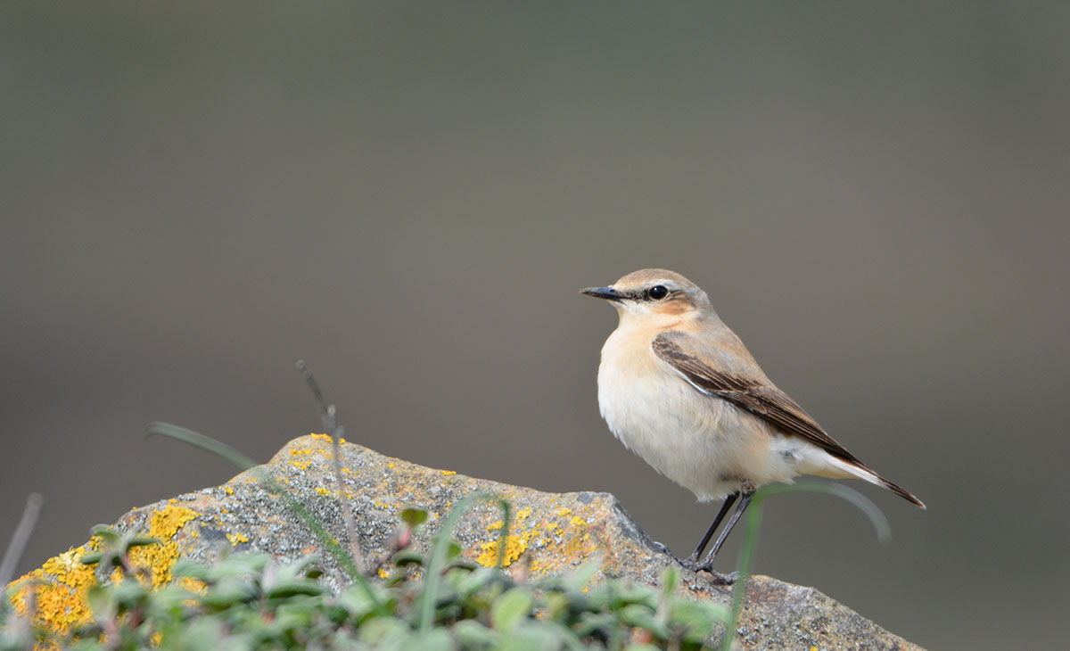 Northern Wheatear