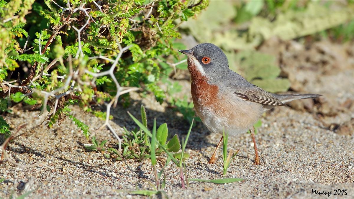 Subalpine Warbler
