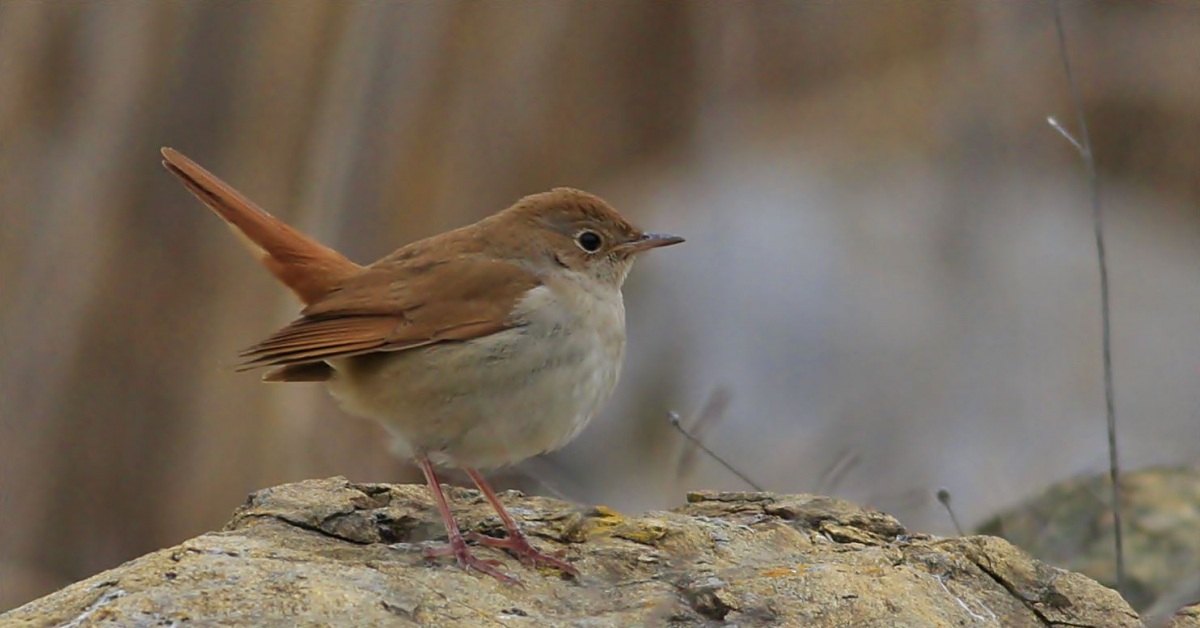 Common Nightingale