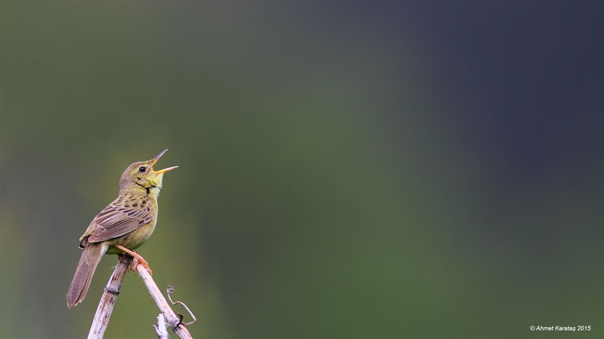 Common Grasshopper Warbler