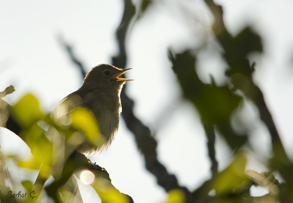 Common Nightingale