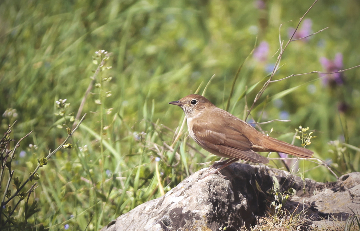 Common Nightingale