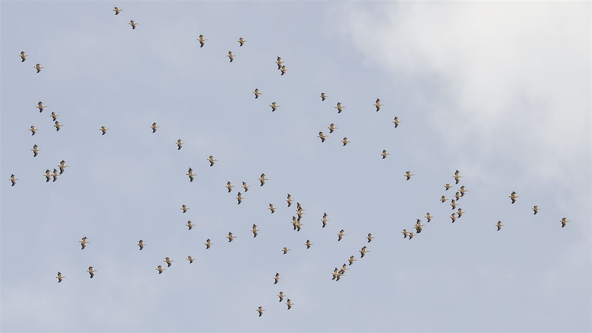 Great White Pelican