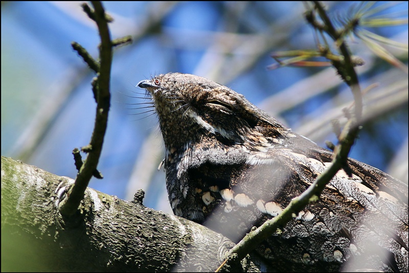 European Nightjar