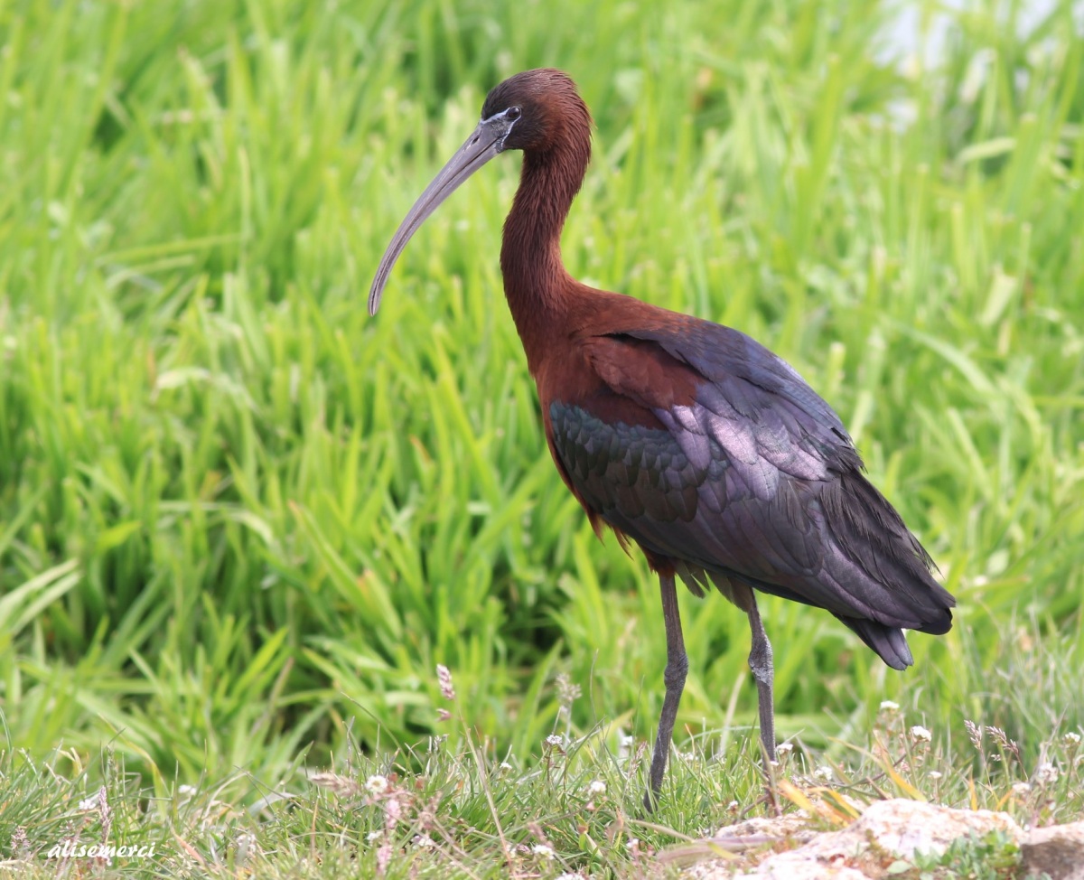 Glossy Ibis